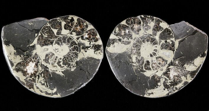 Pyritized Ammonite Fossil Pair #48095